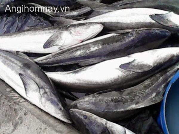 Cá bớp tươi - Công thức nấu lẩu cá bóp măng chua